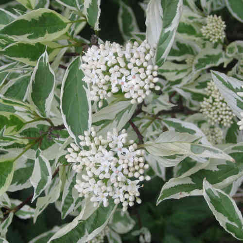 Laikkukirjokanukka 'Elegantissima'