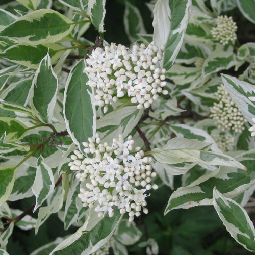 Cornus alba