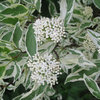 Laikkukirjokanukka 'Elegantissima'