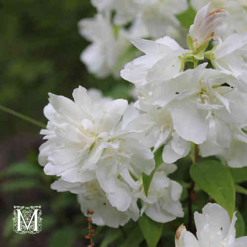 Kameliaschersmin 'Snowbelle'