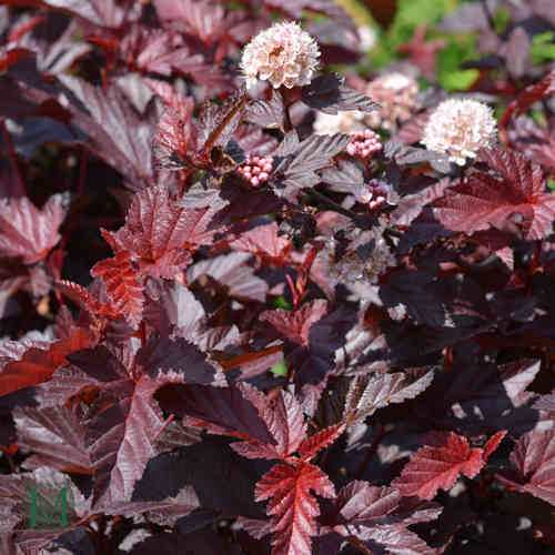 Purppuraheisiangervo 'Lady in Red'