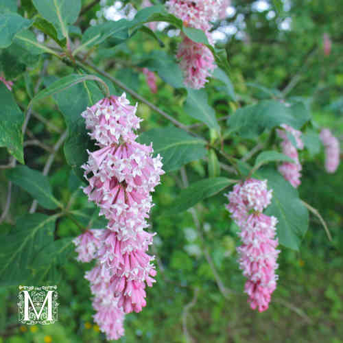 Syringa komarowii subsp. reflexa