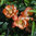 Chaenomeles japonica