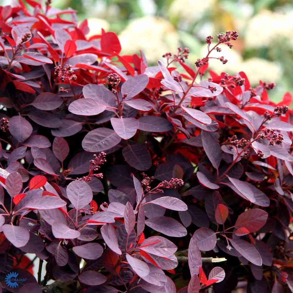 Cotinus coggyria