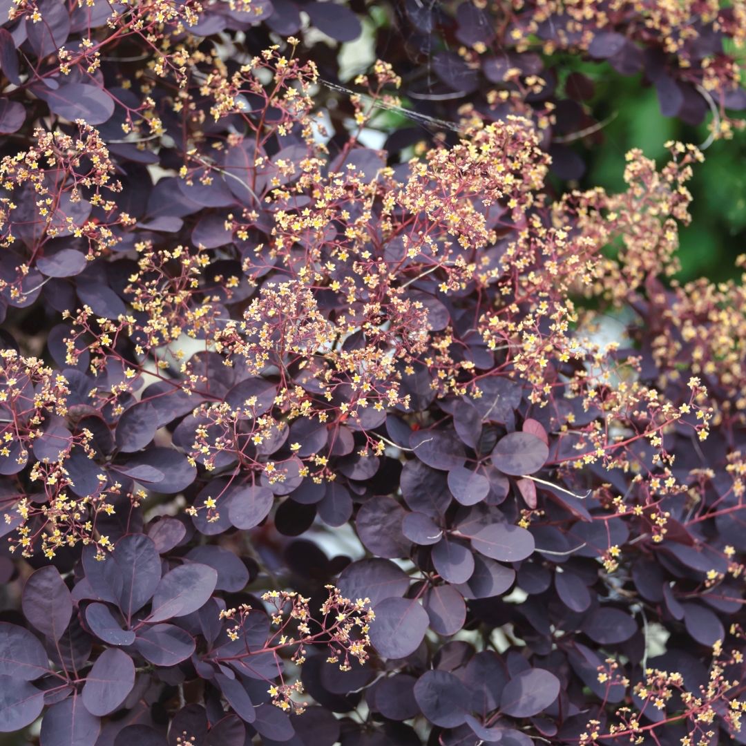 Cotinus coggyria