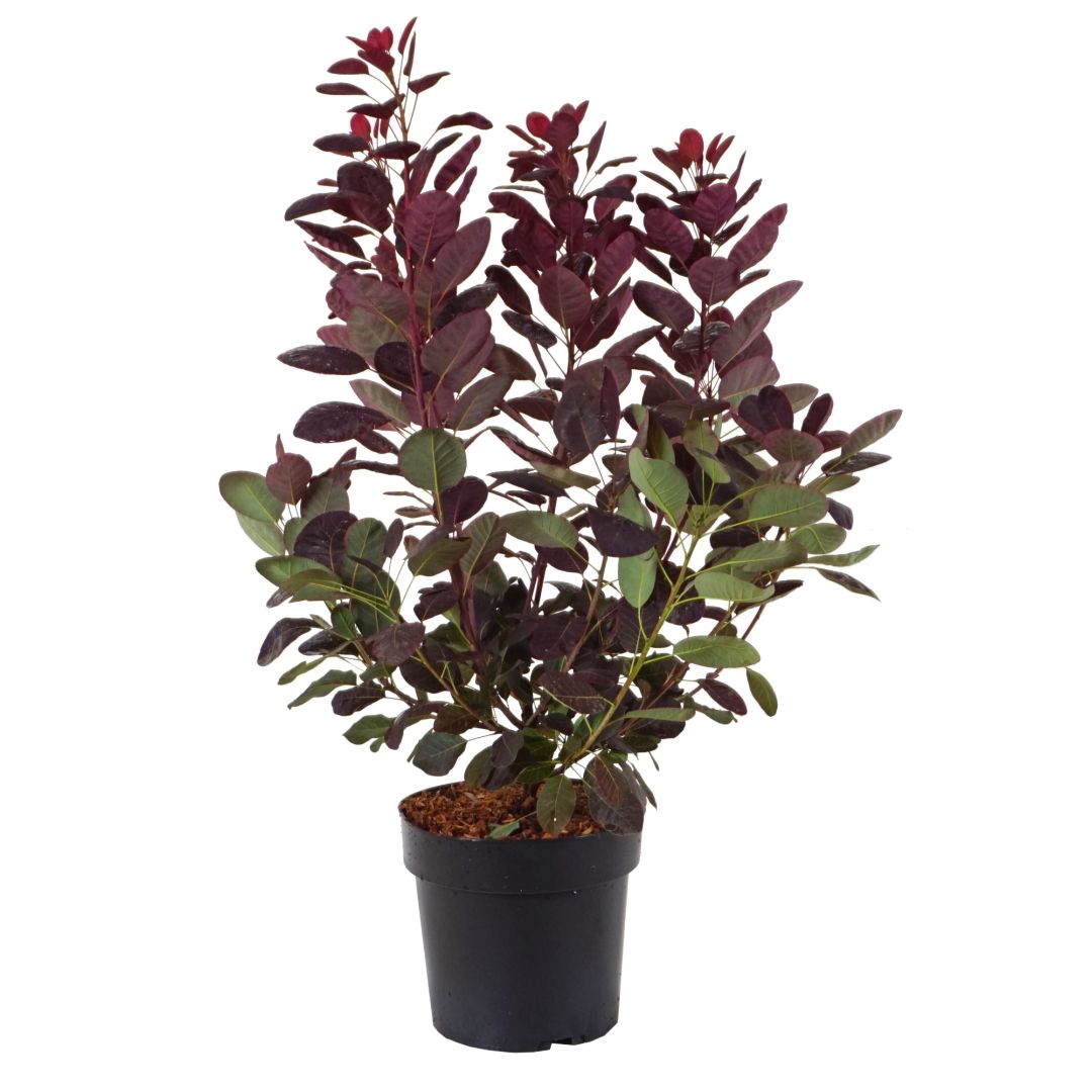 Cotinus coggyria