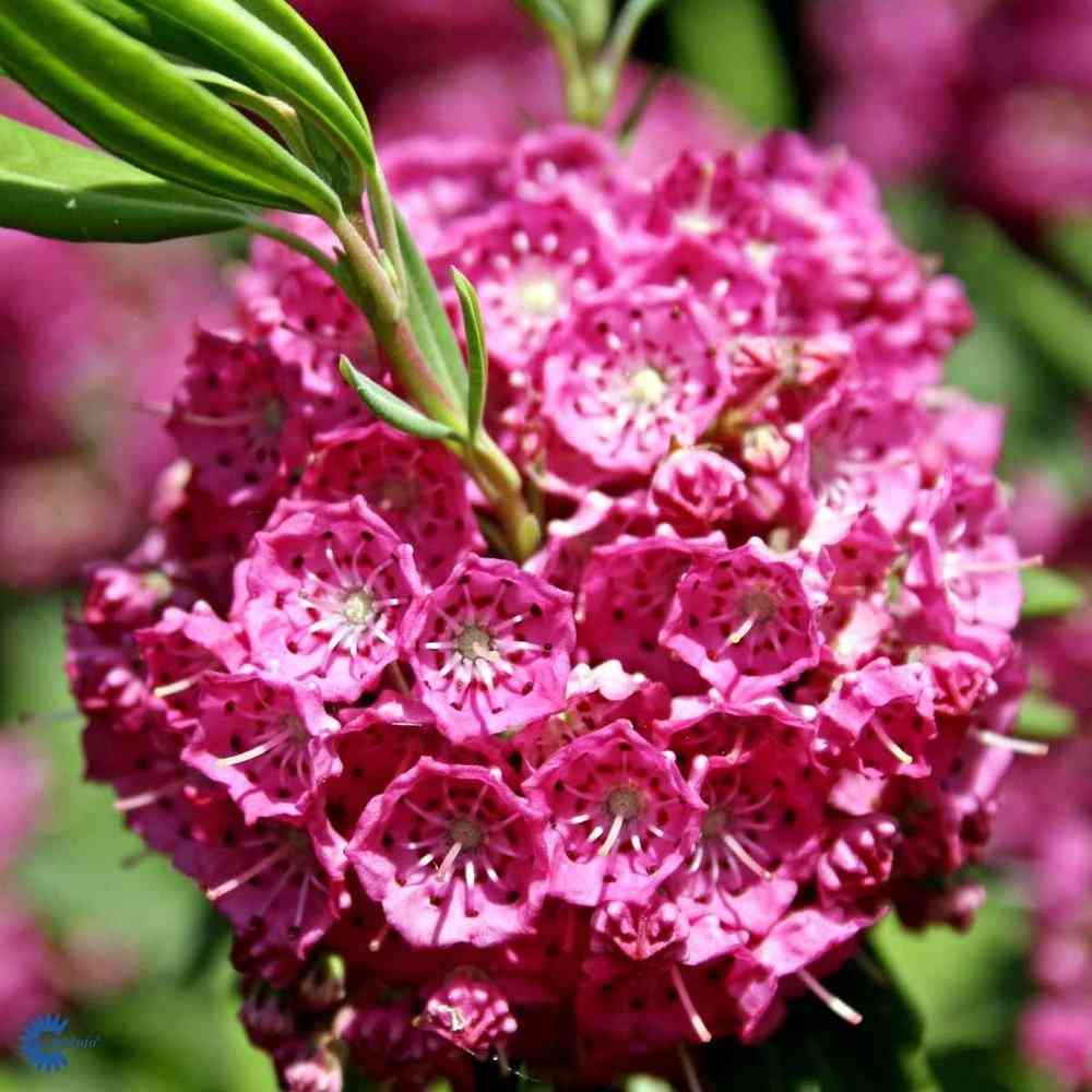 Kapealehtikalmia 'Rubra'