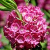 Kapealehtikalmia 'Rubra'