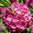 Kapealehtikalmia 'Rubra'