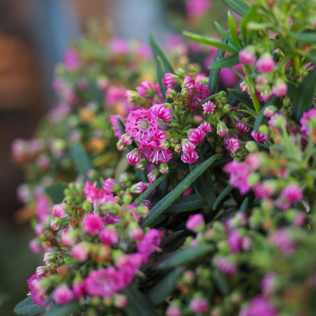 Kapealehtikalmia 'Rubra'