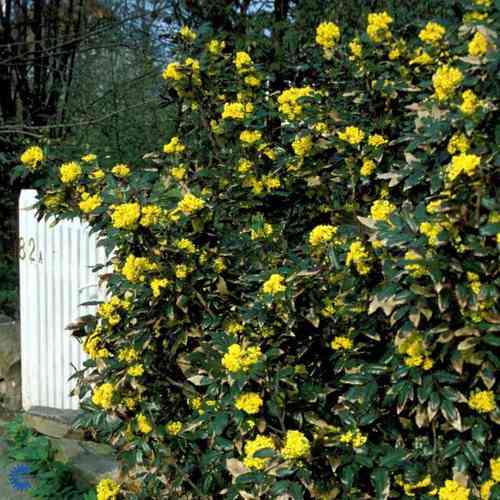 Mahonia  