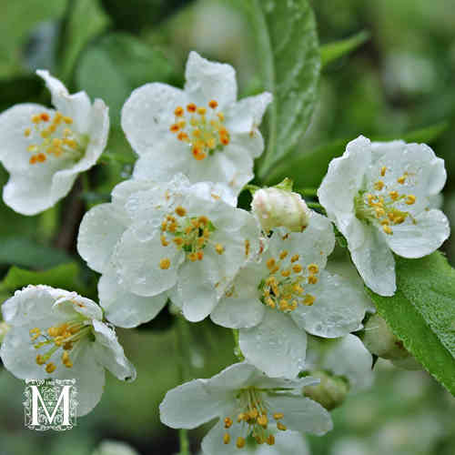 Malus toringo var. sargentii