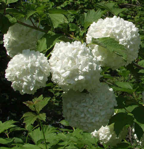 Viburnum opulus