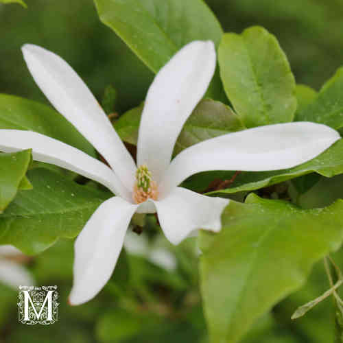 Pajumagnolia 'Neitonen'
