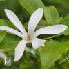 Pajumagnolia 'Neitonen'