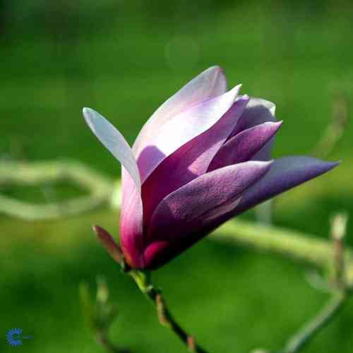 Rosenmagnolia 'Susan'