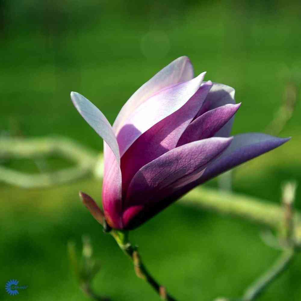 Rosenmagnolia 'Susan'