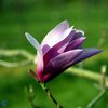 Magnolia 'Susan'