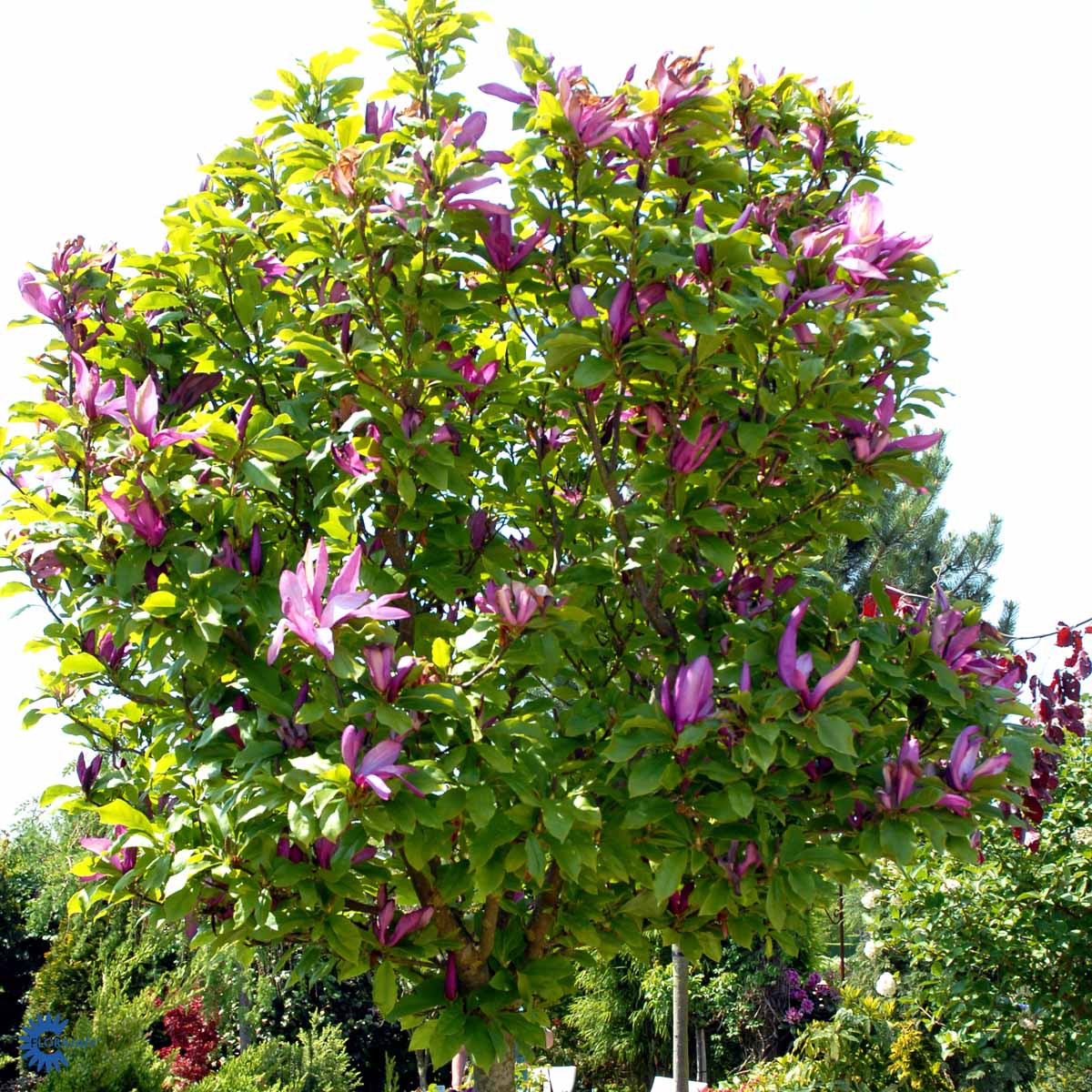 Rosenmagnolia 'Susan'