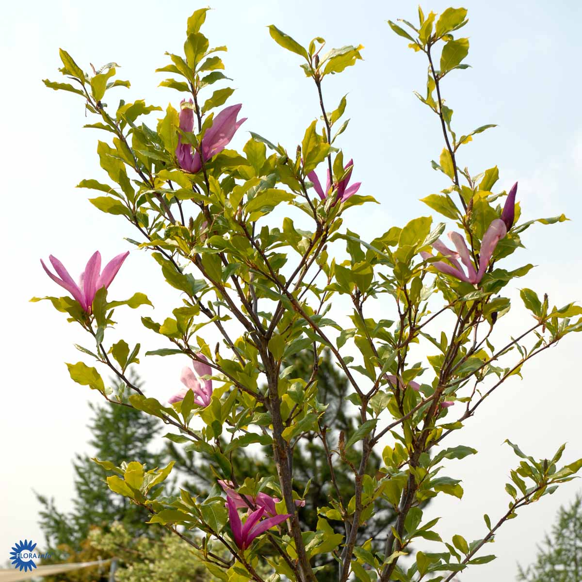 Rosenmagnolia 'Susan'