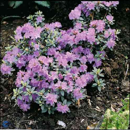 Sinialppiruusu 'Ramapo'