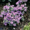Sinialppiruusu 'Ramapo'