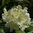 Rhododendron 'Suomi 100'