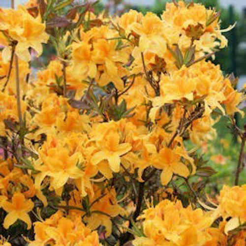 Rhododendron