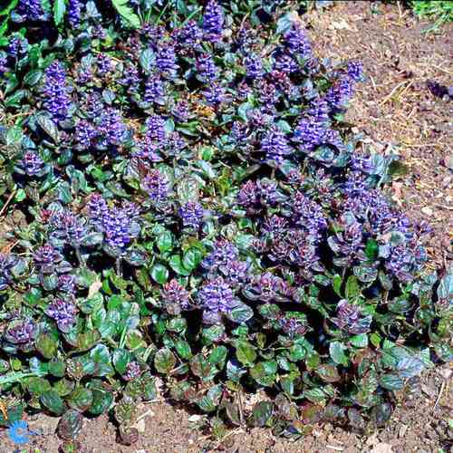 Ajuga reptans 'Atropurpurea'