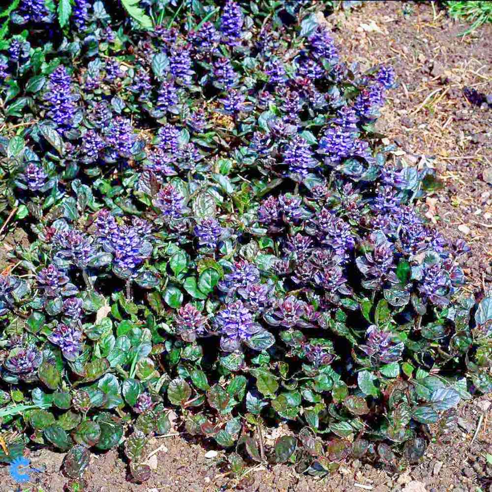 Ajuga reptans 'Atropurpurea'