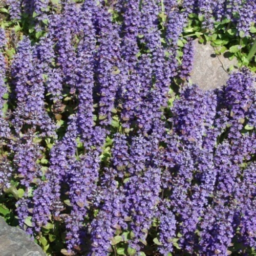 Ajuga reptans 'Atropurpurea'