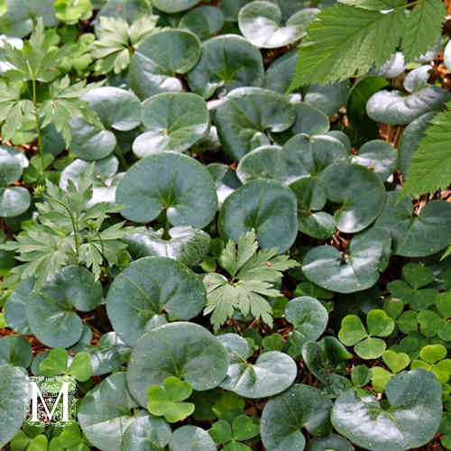 Asarum europaeum