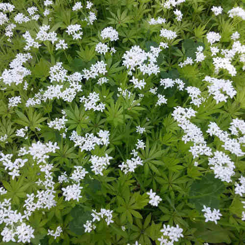 Galium odoratum