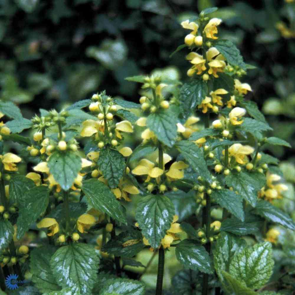 Lamium galeobdolon