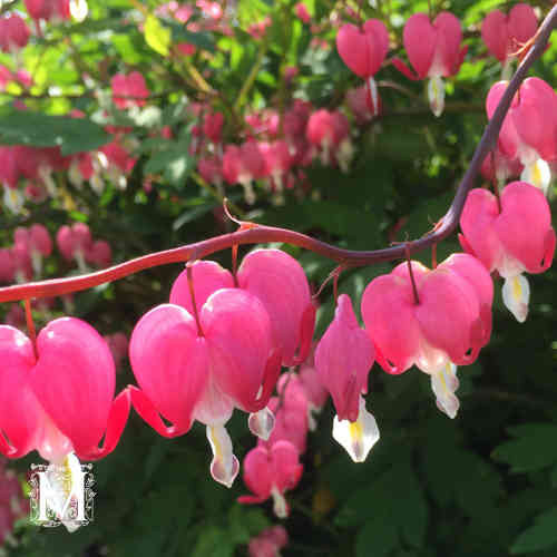 Lamprocapnos spectabilis