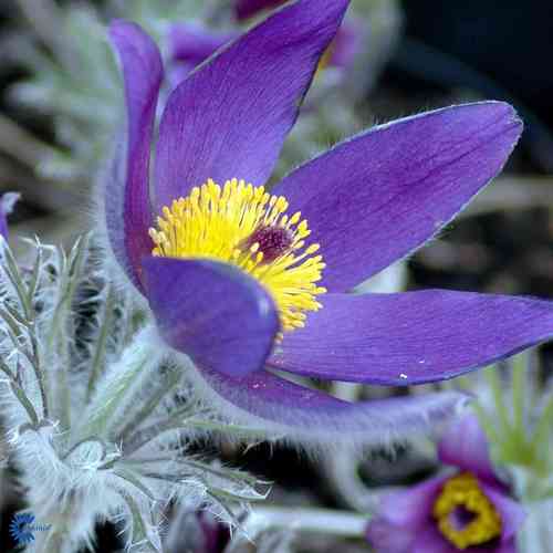 Pulsatilla vulgaris