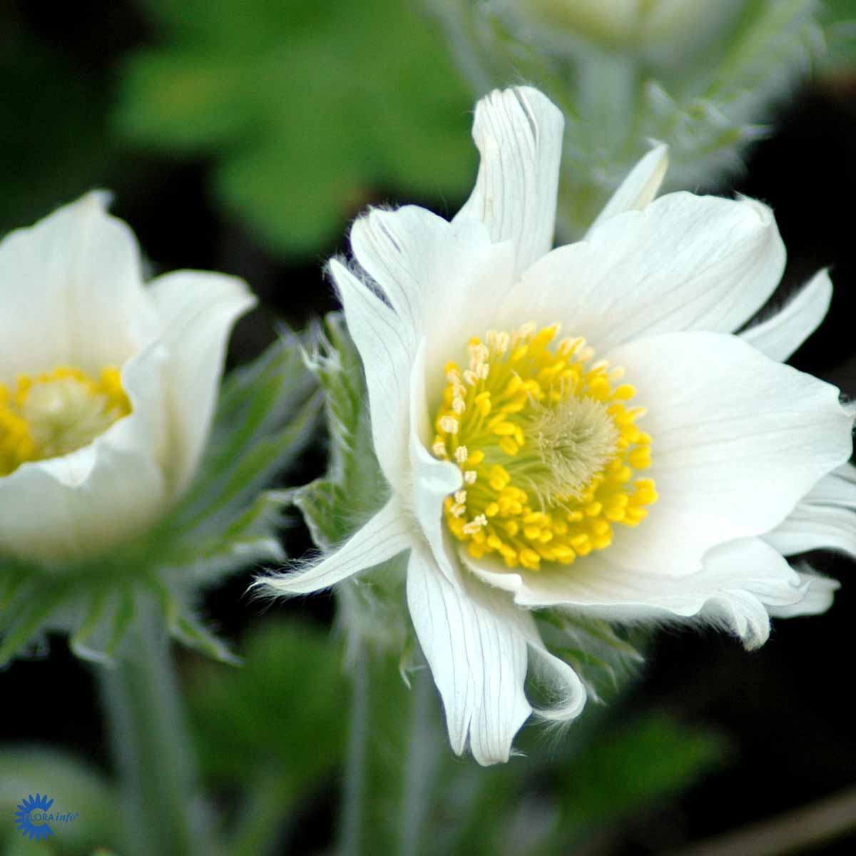 Tarhakylmänkukka 'Alba'