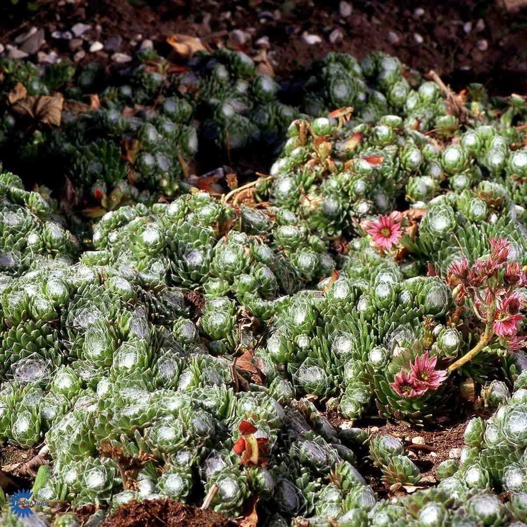 Sempervivum arachnoideum