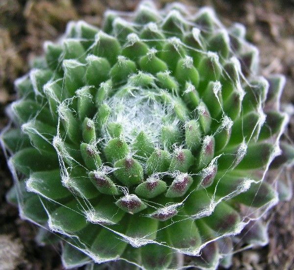 Sempervivum arachnoideum