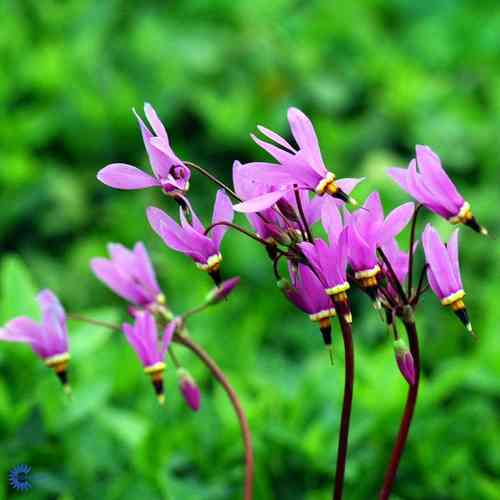 Dodecatheon meadia