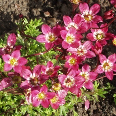 Patjarikko 'Purpurteppich'