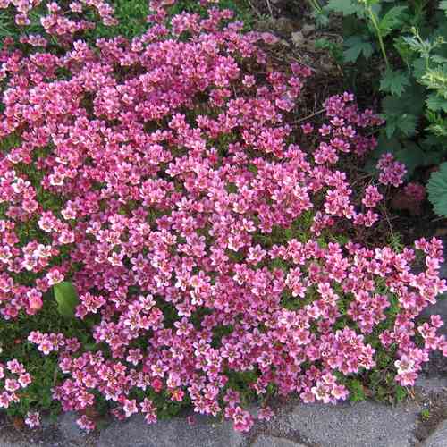 Patjarikko 'Purpurteppich'