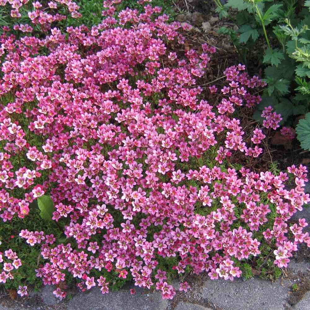 Patjarikko 'Purpurteppich'
