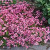 Patjarikko 'Purpurteppich'
