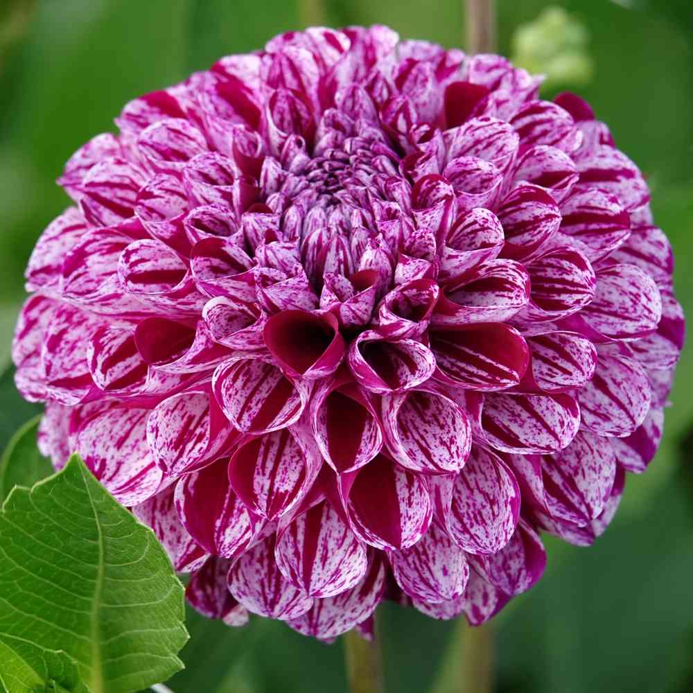 Pallodaalia 'Marble Ball'