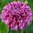 Pallodaalia 'Marble Ball'