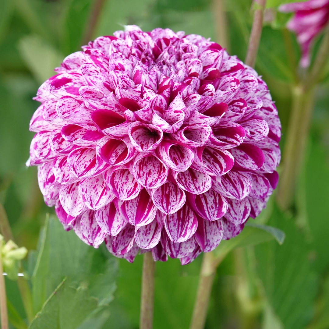 Pallodaalia 'Marble Ball'