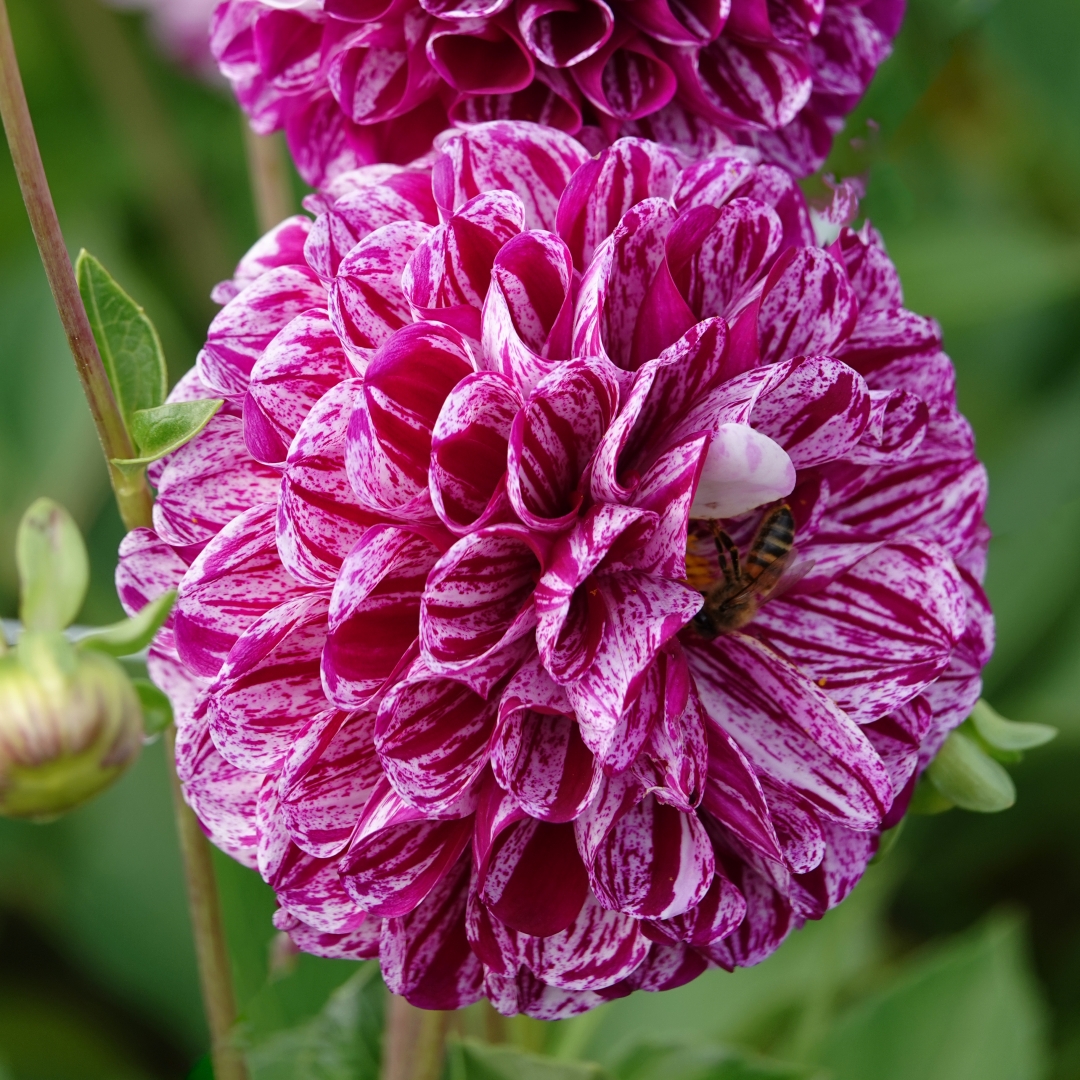 Pallodaalia 'Marble Ball'