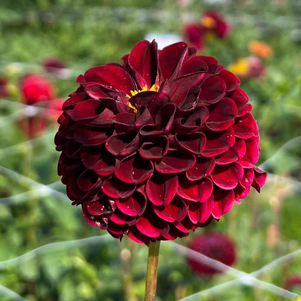 Bolldahlia 'Natal'