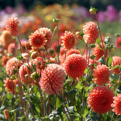 Bolldahlia 'Sylvia'